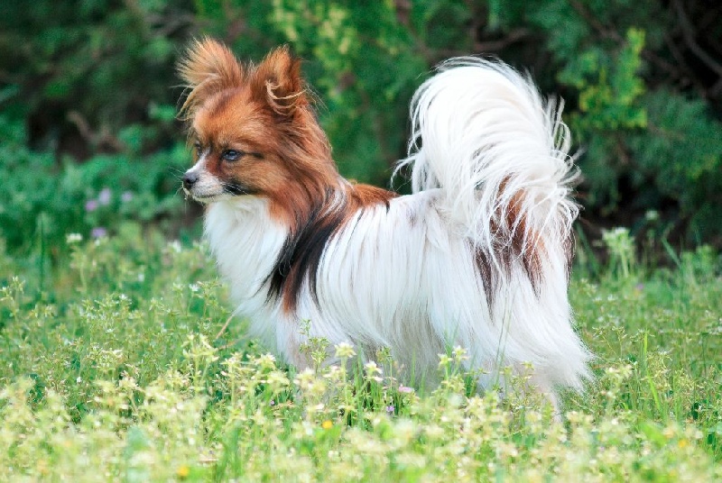 Illusion de la Mascotte des Albères